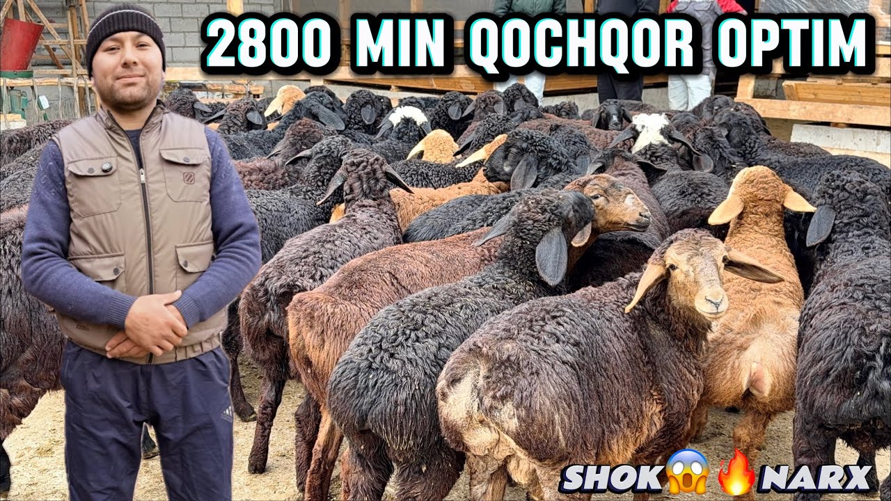 2800 MING DAN BARRA QOCHQORLAR BIRINCHILARDAN ULGIRIB QOLING😱😱🔥🔥🔥