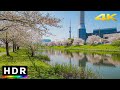 Peaceful sakura river walk near Tokyo Skytree 2023 // 4K HDR