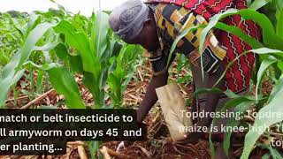 How to manage your maize for super high yield. Mp4