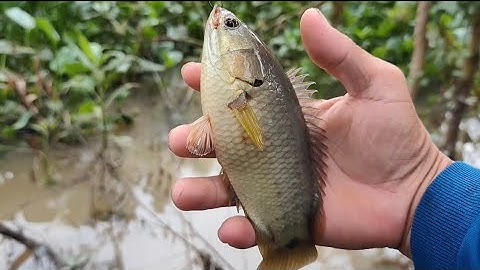 Lần Đầu Câu Cá Rồ Đồng Và Cái Kết