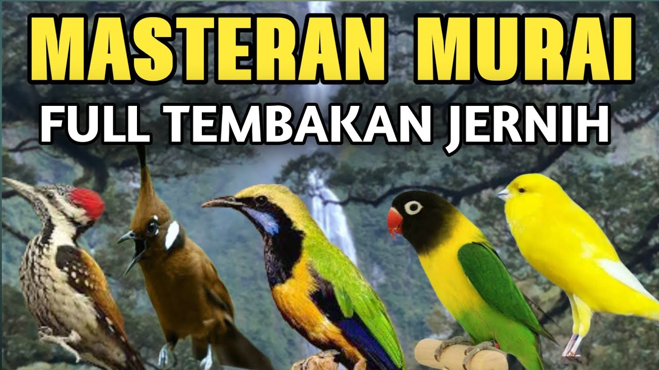 MASTERAN MURAI BATU FULL ISIAN TEMBAKAN PEDAS MUDAH MASUK KE MURAI PASTOL AGAR BERMATERI MEWAH SIAP