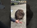 What Does It Feel Like To Be Rejected By A Monkey