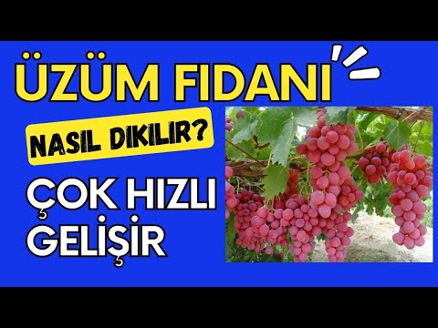 Video: İlkbaharda Kesim Ve Fide Ile üzüm Dikimi: şartlar Ve Talimatlar