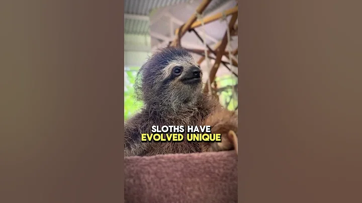 How do Sloths Survive Despite Being so Slow? #facts #animals #animals #sloth #animallover