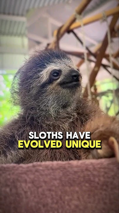 How do Sloths Survive Despite Being so Slow? #facts #animals #animals #