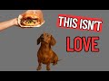 Dog Trainer Warnings, 12 Subtle Signs Your Dog Is Spoiled Rotten
