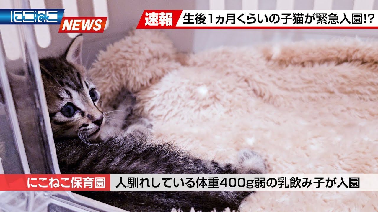Nikoneko News] A small brown tabby kitten has joined the nursery