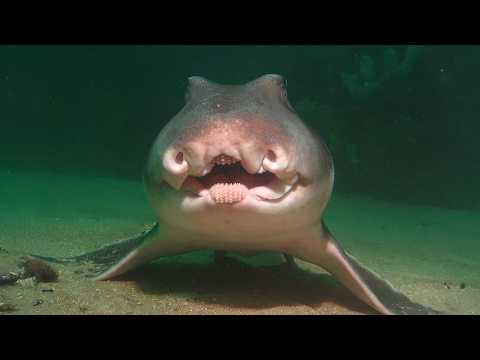 17 Animal Mouths So Weird, You’ll Never Forget Them