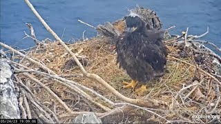 Explore.org Two Harbors Eagles: Cholyn and Chase's Growing Chick. 14 Apr-24 May 2023