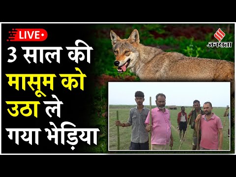 Live: Bahraich में Bhediya का आतंक जारी, अब 3 साल की मासूम को बनाया शिकार...CM योगी सख्त