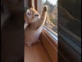Котёнок ловит птичку через стекло #funny #cute #cat