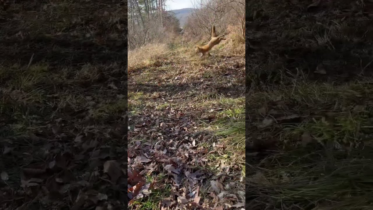 Red Fox Caught In A Cable Restraint Redfox Trapping Outdoors