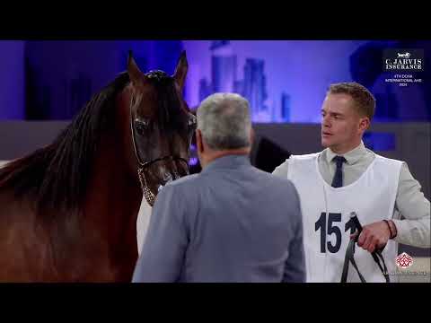 N 151 FM MALIBU 4th Doha International Arabian Horse Show 2024 Colts 2 Years Old Class 5A