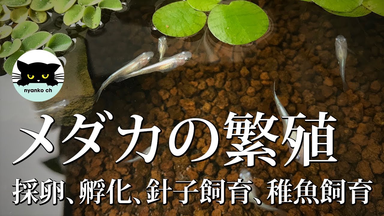 メダカの繁殖 採卵 孵化 針子飼育 稚魚飼育 Youtube