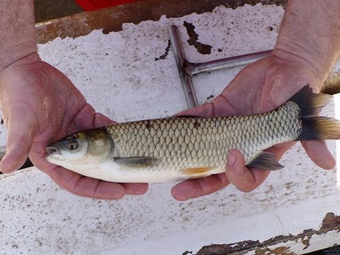 თევზაობა ნადარბაზევის ტბაზე