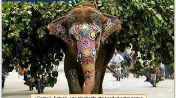 Humans and Animals | Environmental Studies Class 4