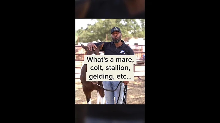 What's a Mare, Colt, Stallion, & Gelding?