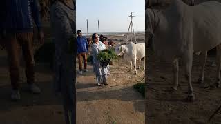 रुक्मिणी मंदिर परीसर व्दारका येथे गाईला चारा घालताना मी घाबरून गेले .