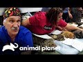 Dr Jeff y su equipo esterilizan a gatos salvajes | Dr. Jeff, Veterinario | Animal Planet