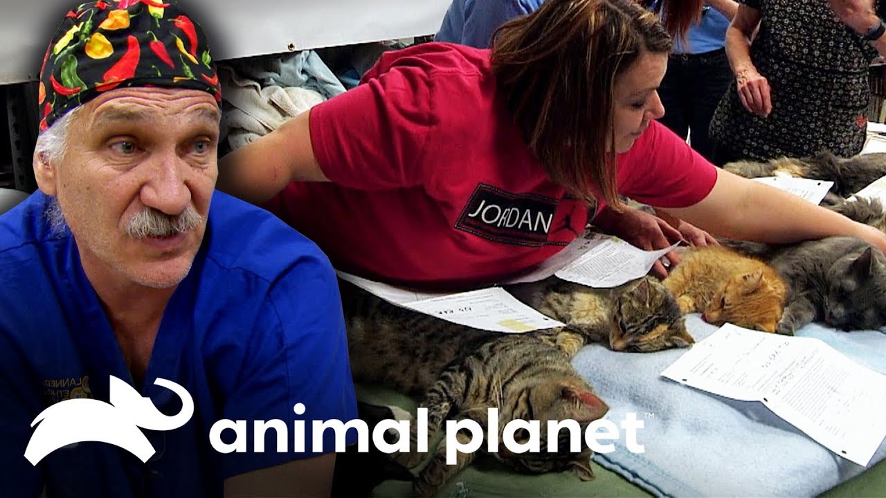 camera iphone 8 plus apk Dr Jeff y su equipo esterilizan a gatos salvajes | Dr. Jeff, Veterinario | Animal Planet