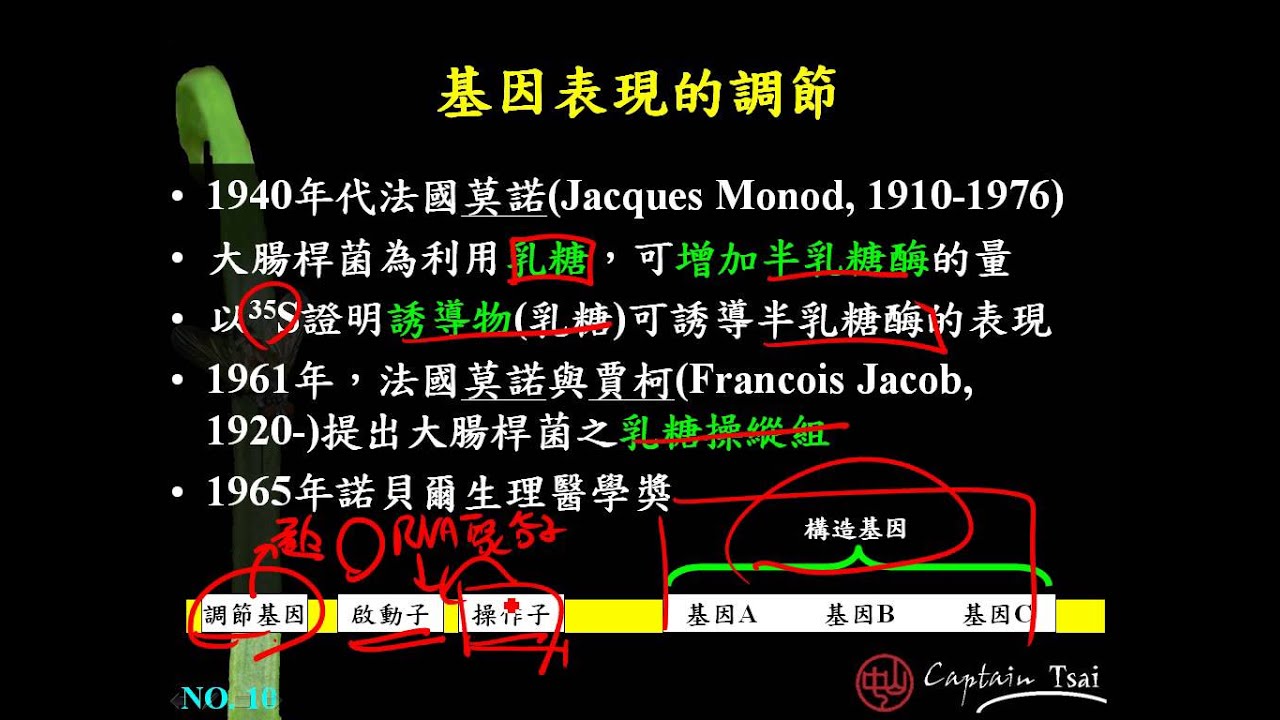 11 4乳糖操縱組三慧good Youtube
