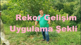 Ceviz Ağacında Rekor Gelişim Toprak Düzenleyici Uygulama Şekli - Ağaçlarda Uygulama Şekli