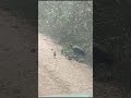 فراخ الحجل   المملكة المغربية