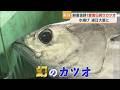 【幻のカツオ】愛南町でしか味わえないおいしさの秘密は
