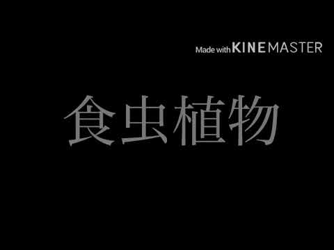 食虫植物　初投稿MV