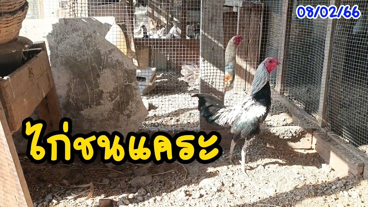 ไก่ชนแคระ (08/02/67) #ไก่สวยงาม #ไก่ชนแคระ