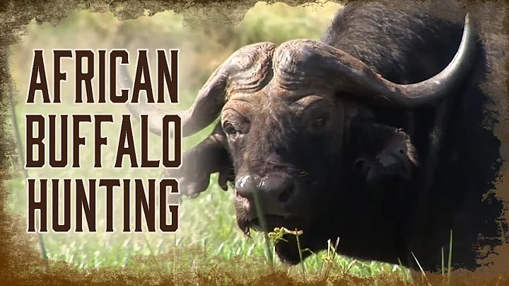 Introduction to African Buffalo Hunting | 1