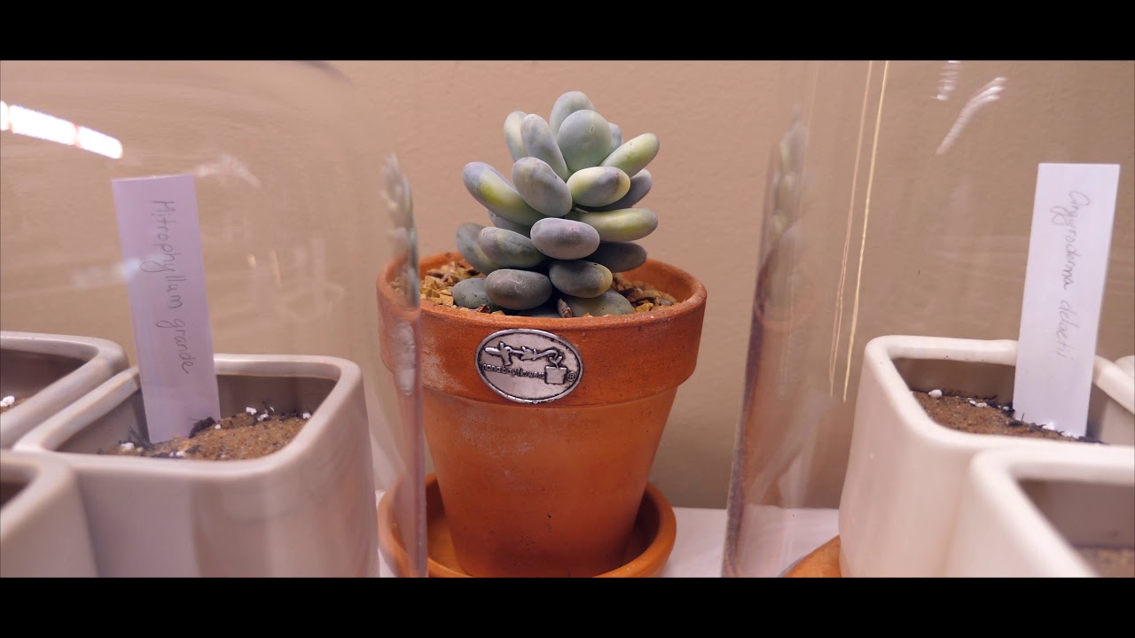 Cacti and Succulents Collection Update - Spring 2020 - Part 1 