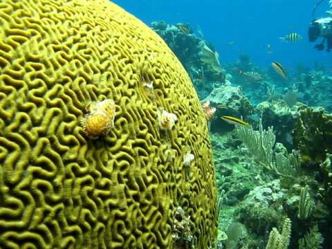 Scuba Diving Roatan Tyll's