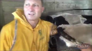 Watch Various Stages of  Bovine Pregnancy as Seen Through the Lens of Veterinary Ultrasound Cattle Pregnancy Stages