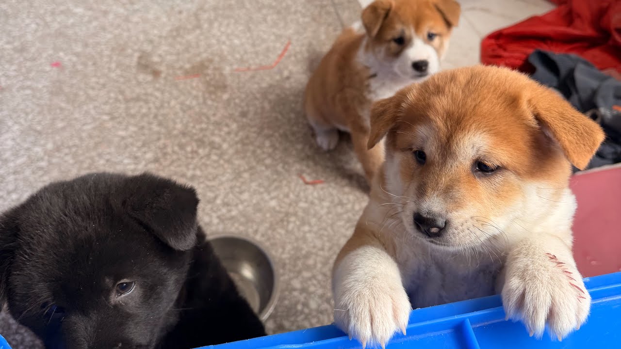 中日混血の小さな柴犬は、可愛いですか？
