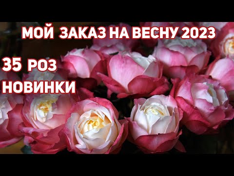 Мой заказ роз на лето 2023 год. Роза Фюр Элизе, Бэль де Анжу, Кристиан Тетедой, Принцесса Суки и др.