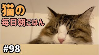 猫の毎日朝ごはん生配信！【#98】 2026.6.14