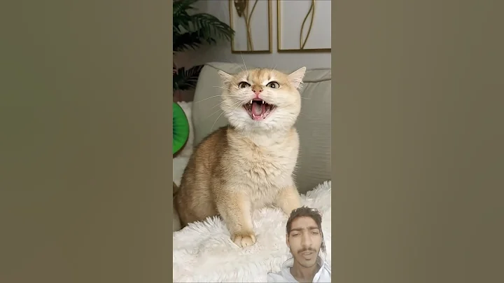 Video 9619151: happy cat, cat girl funny