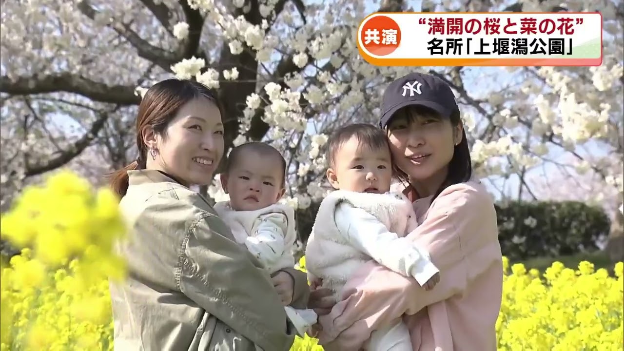 春らんまん】“満開の桜と菜の花“が共演 上堰潟公園に多くの花見客