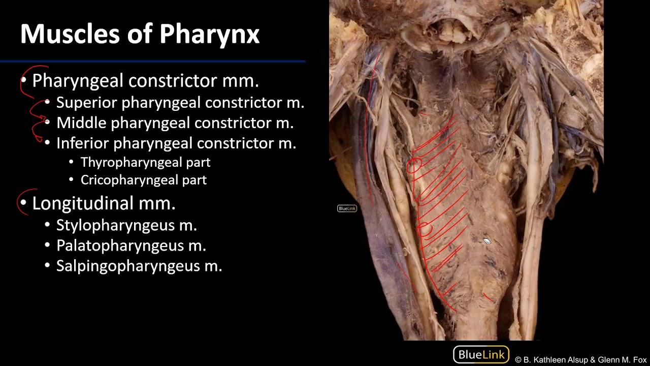 pharyngeal constrictor