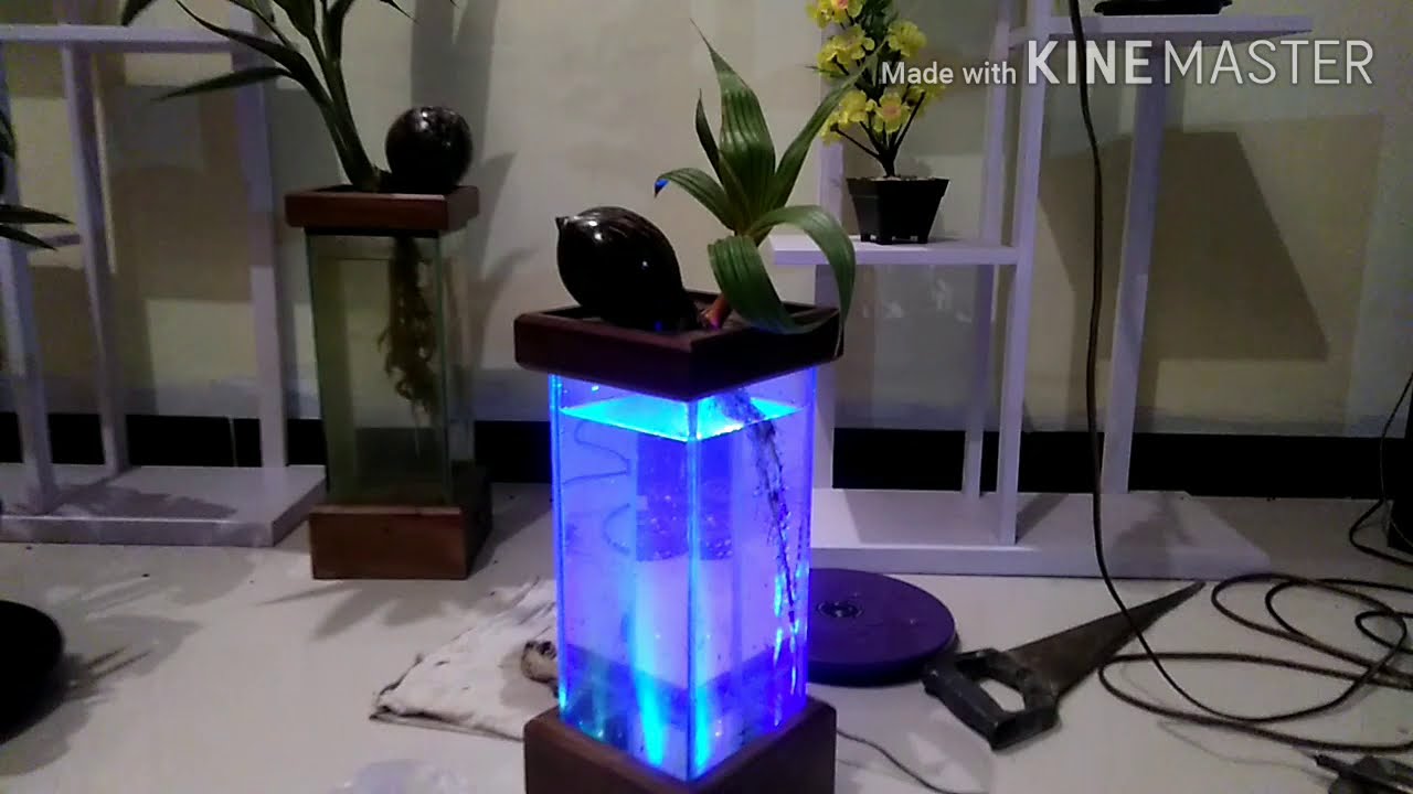 Pot bonsai kelapa dari aquarium YouTube