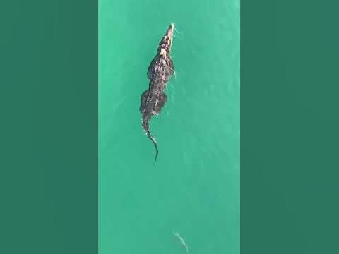 9-foot crocodile closes Florida beach to swimmers - YouTube