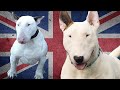 El Pequeño y Poderoso Bull Terrier Ingles