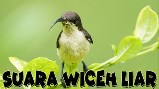 Suara Burung Wiceh Di Alam Liar | Wiceh Gacor Pemikat