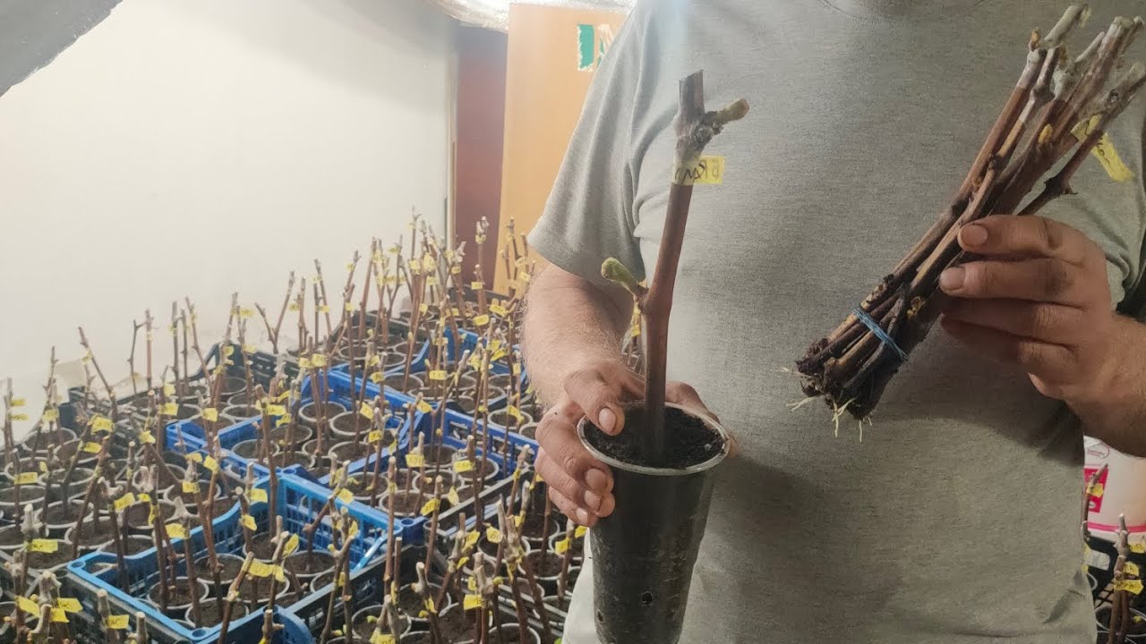 Сорти які вспіли укоренитись за 2 тижні