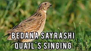 Bedana sayrashi/Quail's singing/ ウズラを歌う/пения перепела/Бедана please watch other videos