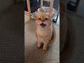 Orange Cat Has Something VERY Important To Say 🍊🐱