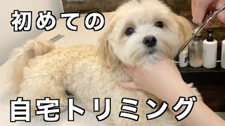 初めての自宅トリミングうたた寝しちゃう愛犬が可愛すぎたw【セルフカット】