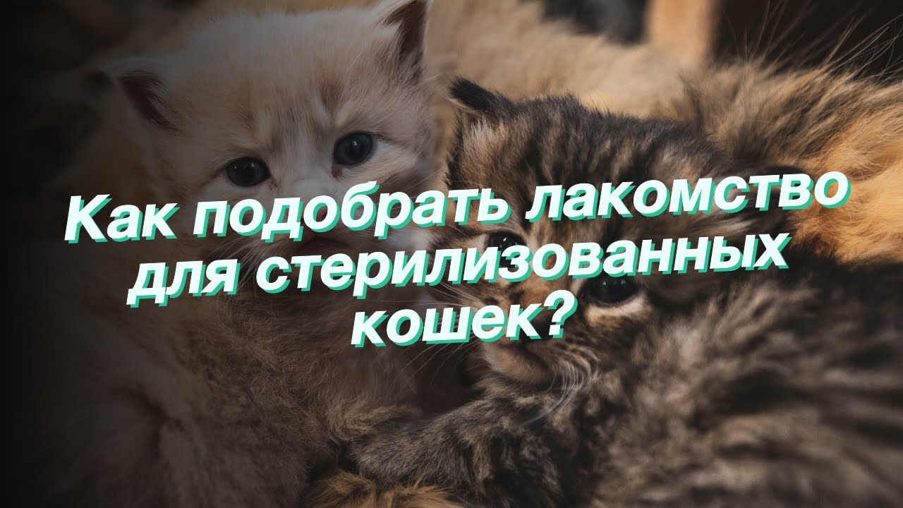 Проверенные рецепты домашних лакомств для кошек