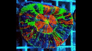 видео: «Рифовый Аквариум» Окрашивание Кораллов. Часть 18 картинка: «Рифовый Аквариум» Окрашивание Кораллов. Часть 18